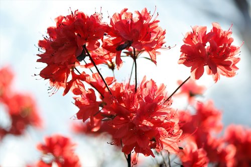 coral  azalea  flower