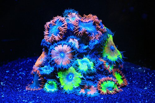 coral  sea water aquarium  aquarium