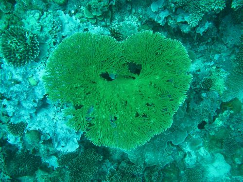 coral maldives sea