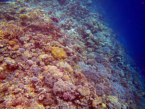 coral red sea egypt