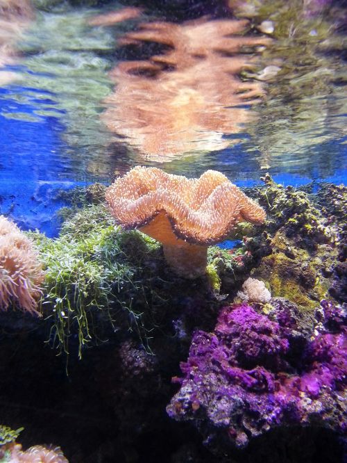 coral under the sea sea life