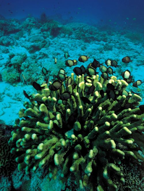 coral underwater fish