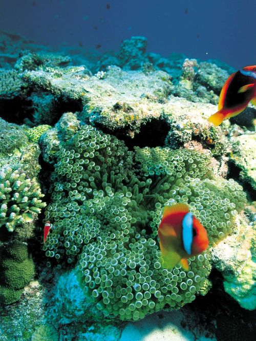 coral underwater fish