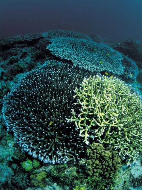 coral underwater diving
