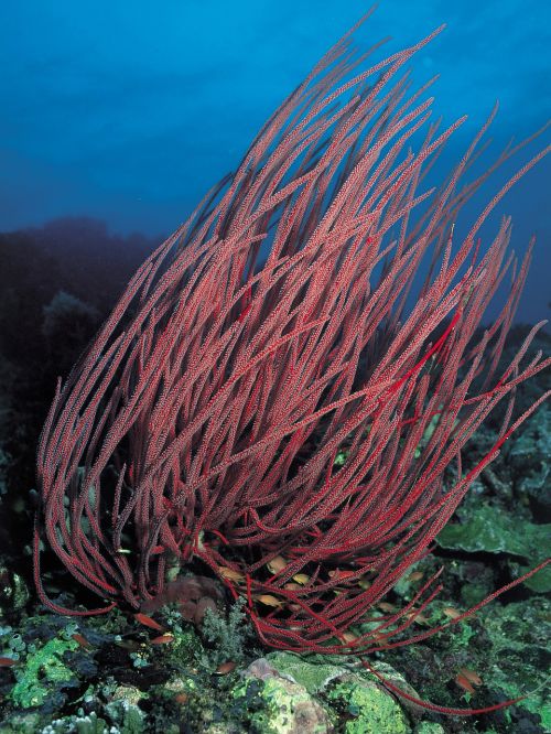 coral underwater diving