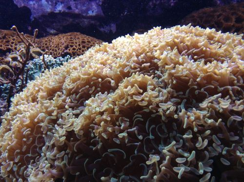 coral nature photography