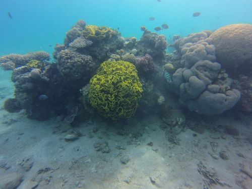 coral diving swim