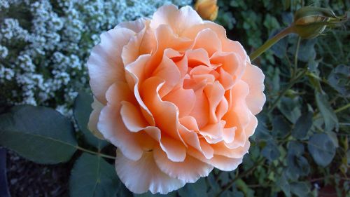 coral roses flowers