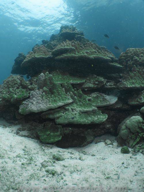 coral underwater reef