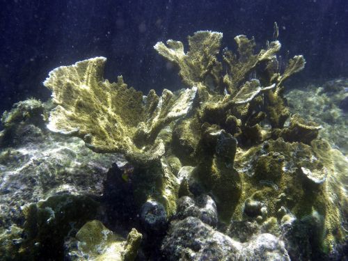 coral sea underwater