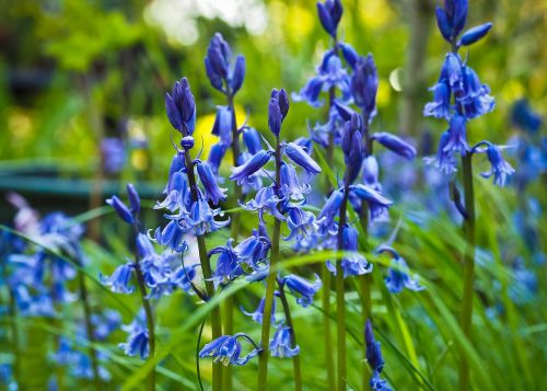 coral bells flower spring