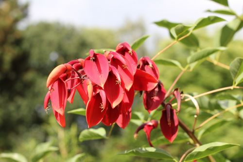 coral plant blossom bloom