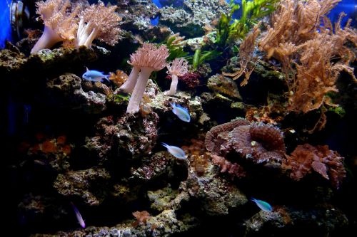coral reef fish coral