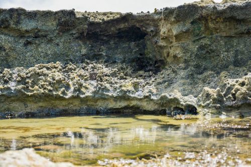 coral reef beach rock