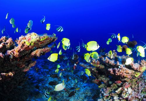 coral reef deep reef fish