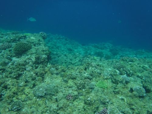 coral reefs okinawa sea
