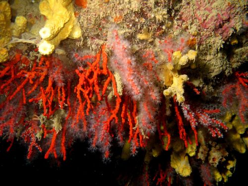 corals sea underwater