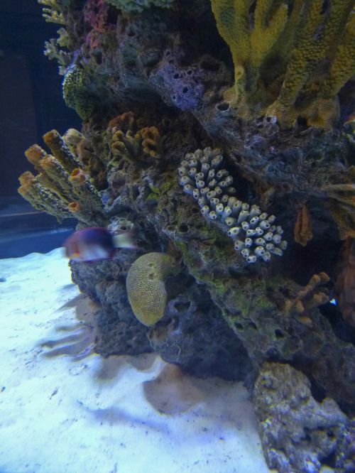 corals underwater ocean life