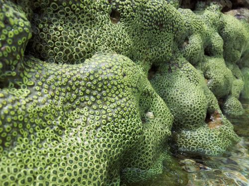 corals stones water