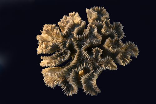 corals sea exoskeleton