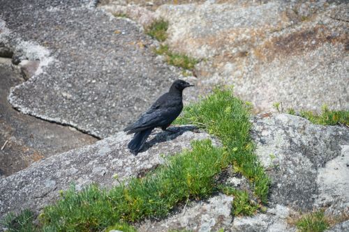 Crow On The Rocks