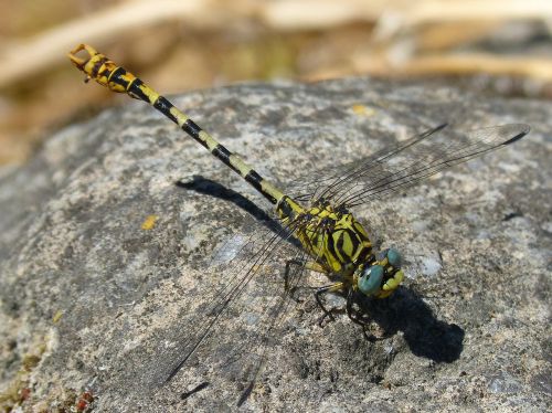 cordulegaster sp dragonfly dragonfly atrigrada