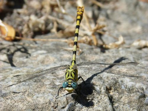 cordulegaster sp dragonfly dragonfly atrigrada