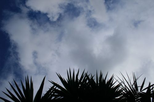 Cordyline Against Sky