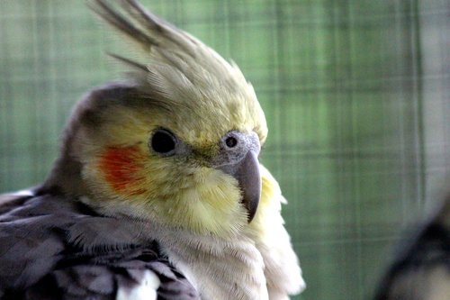 corella  nymph  nymphicus hollandicus