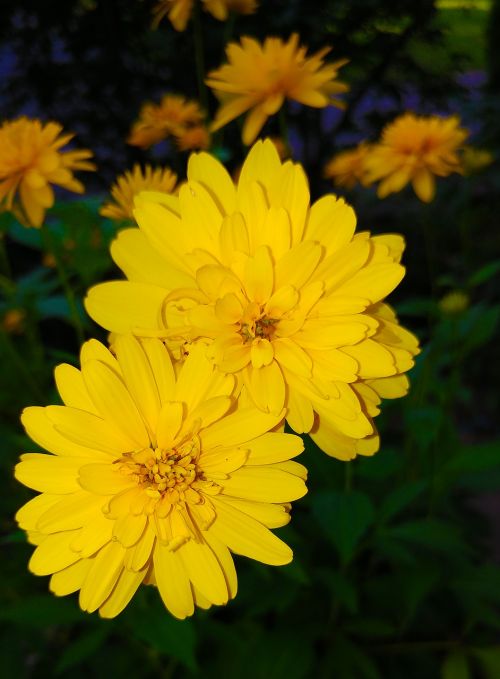 coreopsis flower yellow