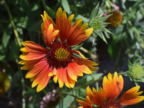 coreopsis flower blossom