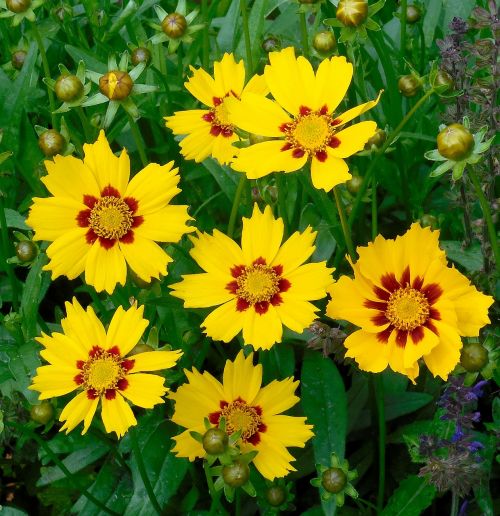 coreopsis plant flowers