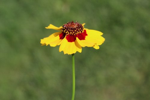 coreopsis  yellow  red