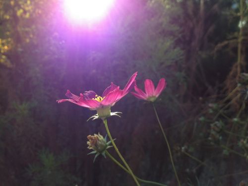 coreopsis cosmos bipinnatus flower