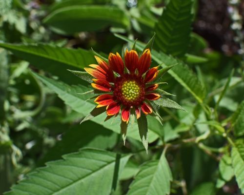 coreopsis opening bud flower