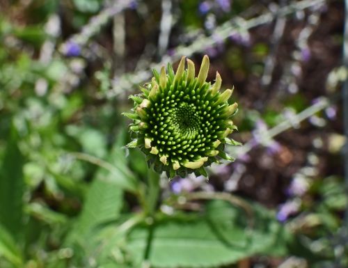 coreopsis opening bud flower