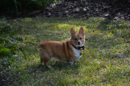 corgi dog outside