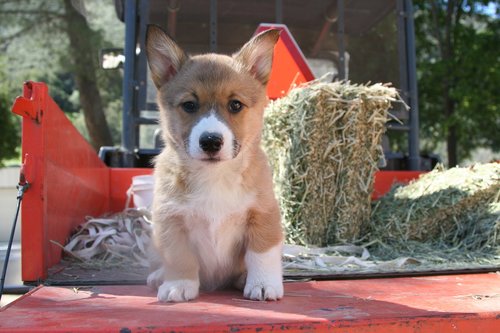 corgi  puppy  portrait