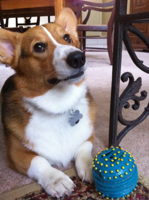 Corgi With Blue Ball