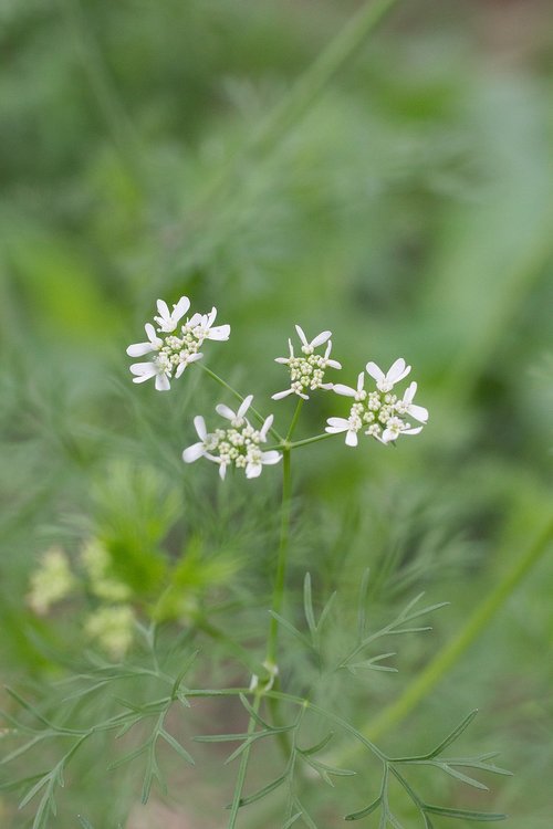 coriander  cilantro i  cilantro