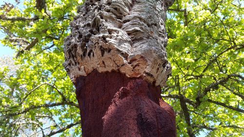 cork oak deciduous tree quercus suber