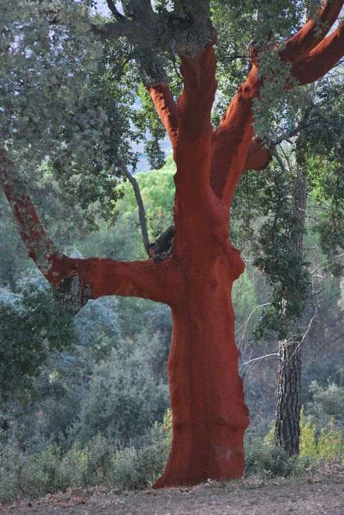 cork oak red bark