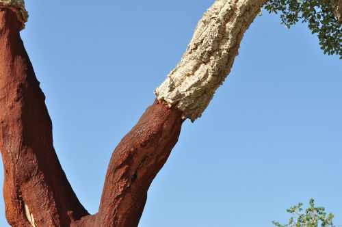 cork oak cork natural product
