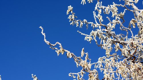 corkscrew  hazelnut  frost