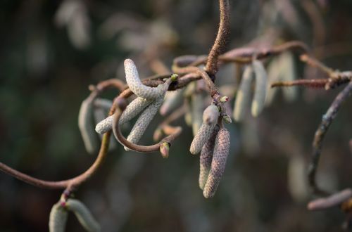 corkscrew hazel bush spring