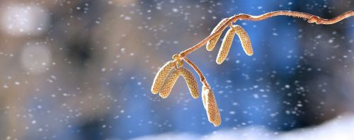 corkscrew hazel branch tree