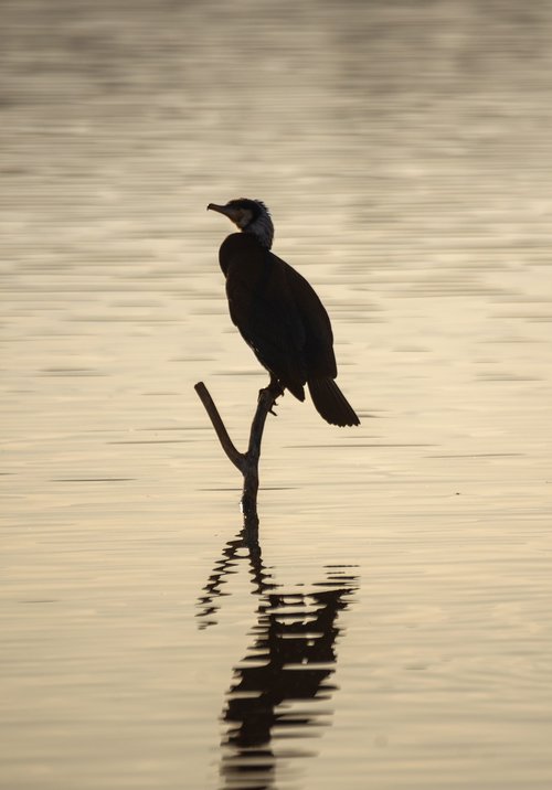cormoran  lake  bird