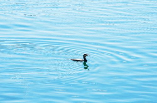 Cormorant On The Water.