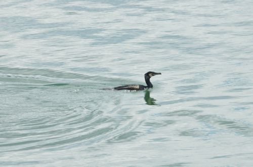 Cormorant On The Water