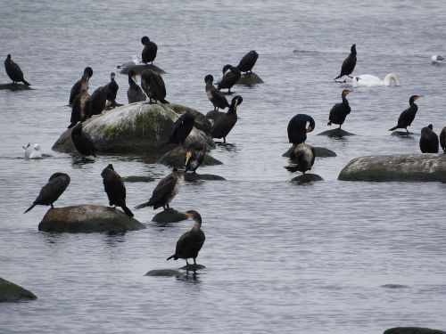 cormorant covey birds